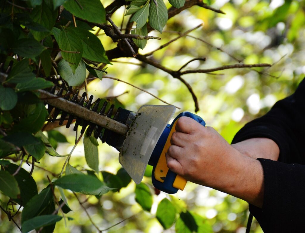 bush, to cut, gardening-972972.jpg
