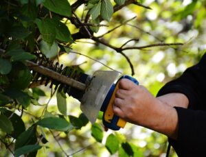 bush, to cut, gardening-972972.jpg